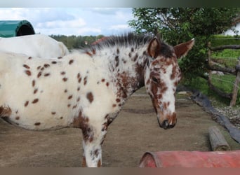 Knabstrupper, Sto, Föl (06/2024), 155 cm, Leopard-Piebald