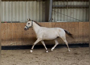 Knabstrupper, Stute, 11 Jahre, 144 cm, Apfelschimmel