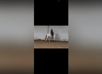 Knabstrupper, Stute, 12 Jahre, 165 cm, Tigerschecke