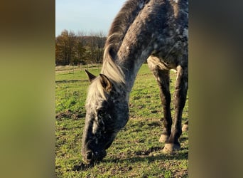 Knabstrupper, Stute, 13 Jahre, 152 cm, Tigerschecke