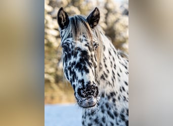 Knabstrupper, Stute, 14 Jahre, 158 cm, Tigerschecke
