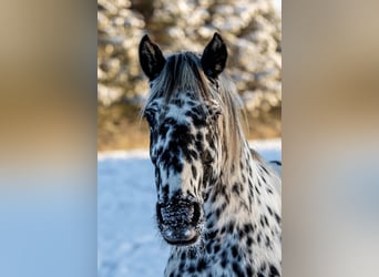 Knabstrupper, Stute, 14 Jahre, 158 cm, Tigerschecke