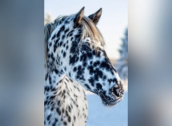 Knabstrupper, Stute, 14 Jahre, 158 cm, Tigerschecke