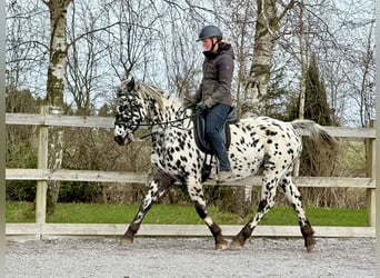Knabstrupper, Stute, 15 Jahre, 158 cm, Tigerschecke