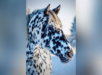 Knabstrupper, Stute, 15 Jahre, 159 cm, Tigerschecke