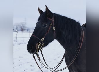 Knabstrupper Mix, Stute, 16 Jahre, 163 cm, Schwarzbrauner