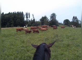 Knabstrupper Mix, Stute, 16 Jahre, 163 cm, Schwarzbrauner