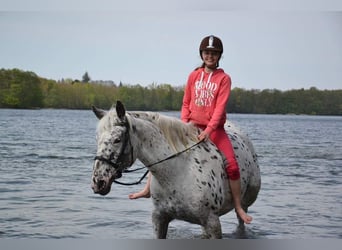 Knabstrupper, Stute, 16 Jahre, 165 cm, Tigerschecke