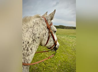 Knabstrupper, Stute, 17 Jahre, 146 cm, Tigerschecke