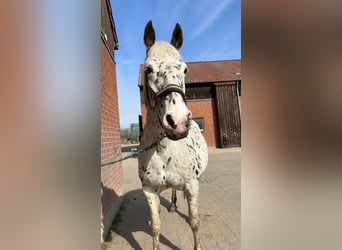 Knabstrupper, Stute, 17 Jahre, 165 cm, Tigerschecke