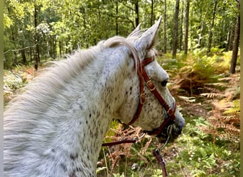 Knabstrupper, Stute, 18 Jahre, 146 cm, Tigerschecke