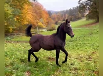 Knabstrupper, Stute, 1 Jahr, 150 cm, Kann Schimmel werden
