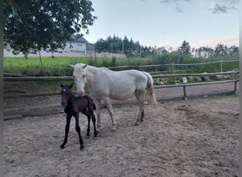Knabstrupper, Stute, 1 Jahr, 150 cm, Kann Schimmel werden