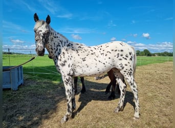 Knabstrupper, Stute, 1 Jahr, 160 cm, Tigerschecke