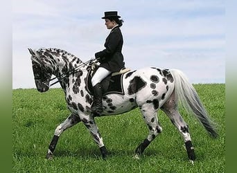 Knabstrupper, Stute, 1 Jahr, 164 cm, Schwarzbrauner