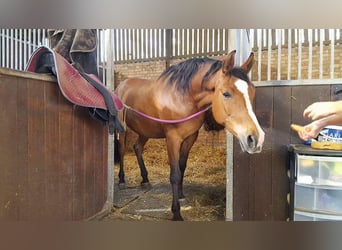 Knabstrupper, Stute, 1 Jahr, 164 cm