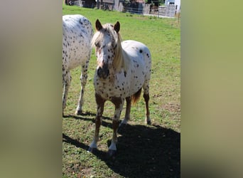 Knabstrupper, Stute, 1 Jahr, Tigerschecke