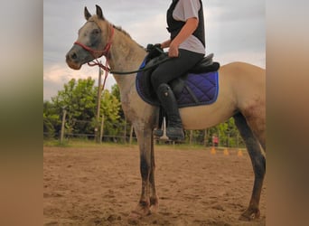Knabstrupper, Stute, 3 Jahre, 138 cm, Tigerschecke