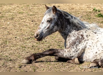 Knabstrupper, Stute, 3 Jahre, 148 cm, Tigerschecke