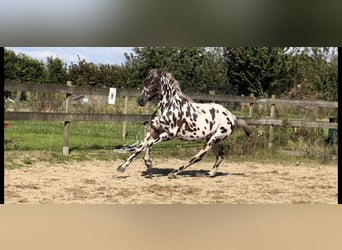 Knabstrupper Mix, Stute, 3 Jahre, 150 cm, Tigerschecke