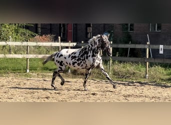 Knabstrupper Mix, Stute, 3 Jahre, 150 cm, Tigerschecke