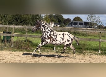 Knabstrupper Mix, Stute, 3 Jahre, 150 cm, Tigerschecke