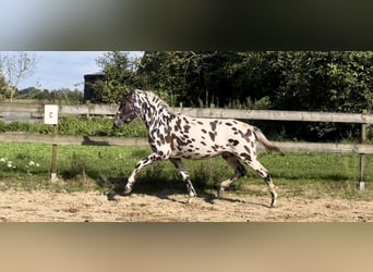 Knabstrupper Mix, Stute, 3 Jahre, 150 cm, Tigerschecke