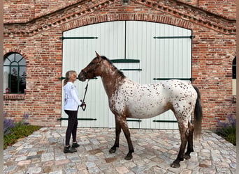 Knabstrupper, Stute, 3 Jahre, 152 cm, Tigerschecke