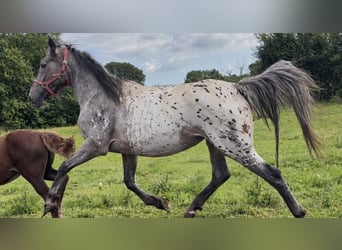 Knabstrupper, Stute, 3 Jahre, 157 cm, Tigerschecke