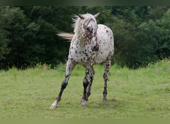 Knabstrupper, Stute, 3 Jahre, 163 cm, Tigerschecke