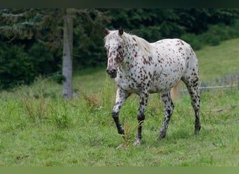 Knabstrupper, Stute, 3 Jahre, 163 cm, Tigerschecke