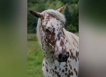 Knabstrupper, Stute, 3 Jahre, 163 cm, Tigerschecke