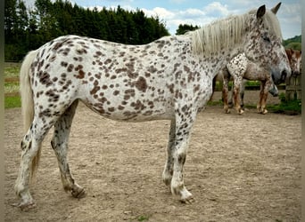 Knabstrupper, Stute, 4 Jahre, 146 cm, Tigerschecke