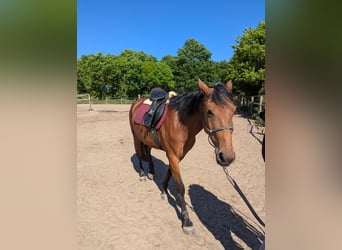 Knabstrupper, Stute, 4 Jahre, 147 cm, Brauner