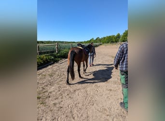 Knabstrupper, Stute, 4 Jahre, 147 cm, Brauner