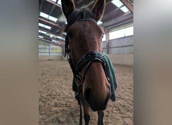 Knabstrupper, Stute, 4 Jahre, 147 cm, Brauner