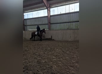 Knabstrupper, Stute, 4 Jahre, 147 cm, Brauner