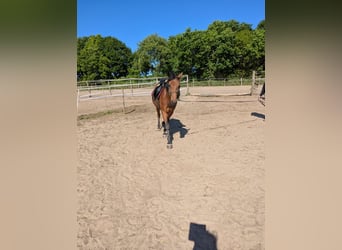 Knabstrupper, Stute, 4 Jahre, 147 cm, Brauner