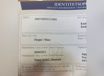 Knabstrupper Mix, Stute, 4 Jahre, 147 cm, Brauner