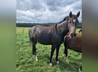 Knabstrupper Mix, Stute, 4 Jahre, 147 cm, Brauner