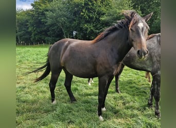 Knabstrupper Mix, Stute, 4 Jahre, 147 cm, Brauner
