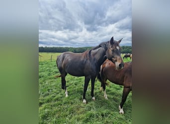 Knabstrupper Mix, Stute, 4 Jahre, 147 cm, Brauner