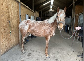 Knabstrupper Mix, Stute, 4 Jahre, 152 cm