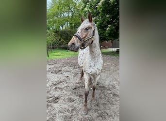 Knabstrupper, Stute, 4 Jahre, 155 cm, Tigerschecke