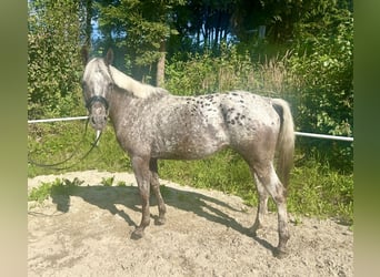 Knabstrupper, Stute, 4 Jahre, 156 cm, Tigerschecke
