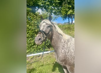 Knabstrupper, Stute, 4 Jahre, 156 cm, Tigerschecke