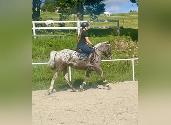 Knabstrupper, Stute, 4 Jahre, 156 cm, Tigerschecke