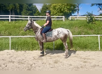 Knabstrupper, Stute, 4 Jahre, 156 cm, Tigerschecke