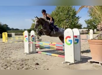 Knabstrupper, Stute, 4 Jahre, 156 cm, Tigerschecke