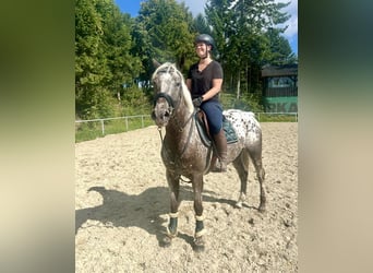 Knabstrupper, Stute, 4 Jahre, 156 cm, Tigerschecke